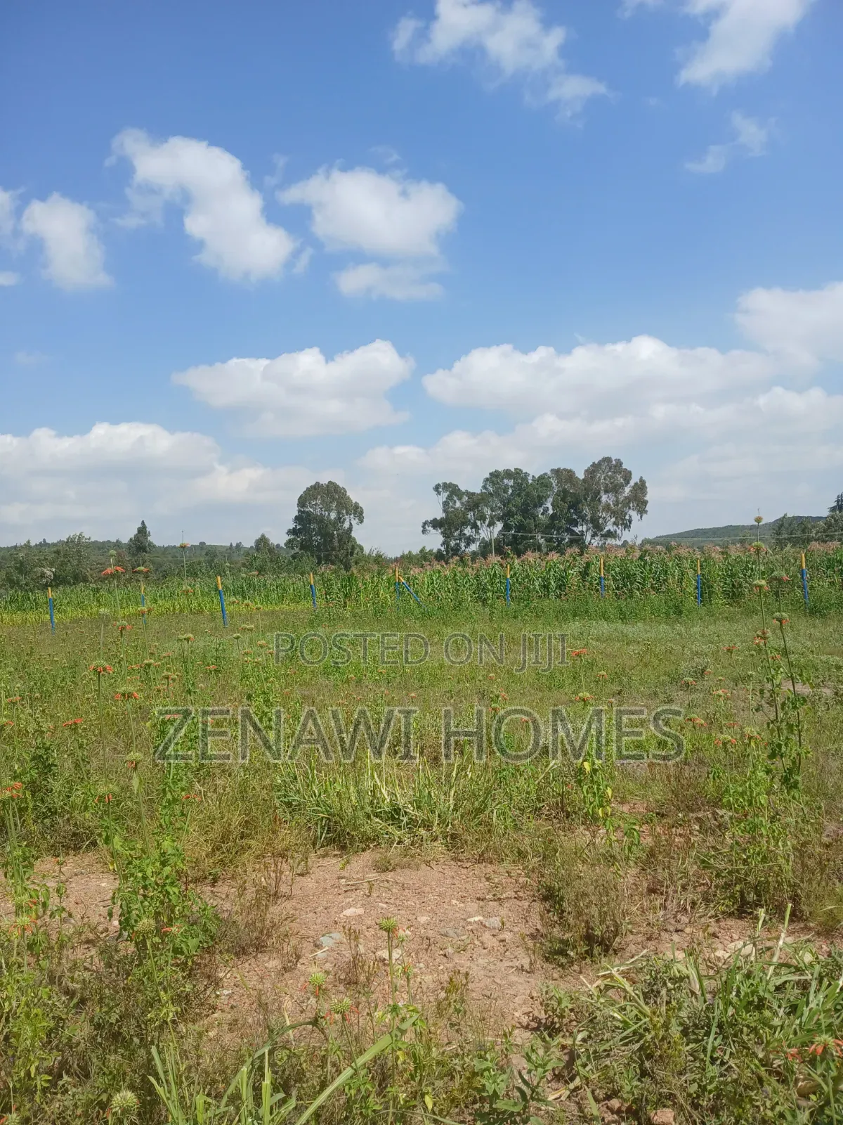 Kikuyu,Kamangu Mm