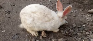 Rabbit Beautiful