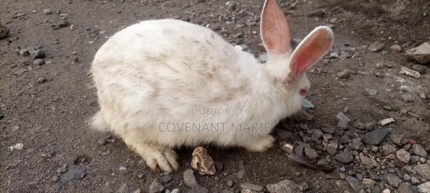 Rabbit Beautiful - main view