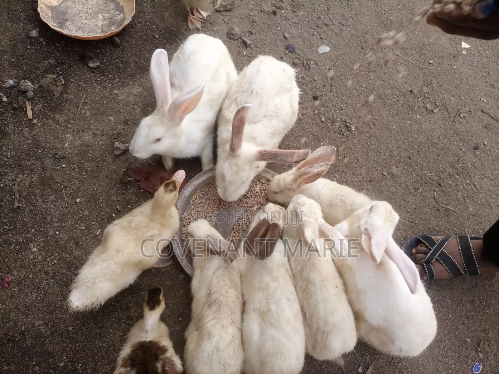 Rabbit Beautiful