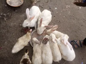 Rabbit Beautiful
