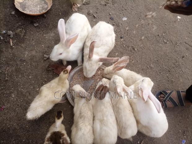 Rabbit Beautiful - thumbnail 2