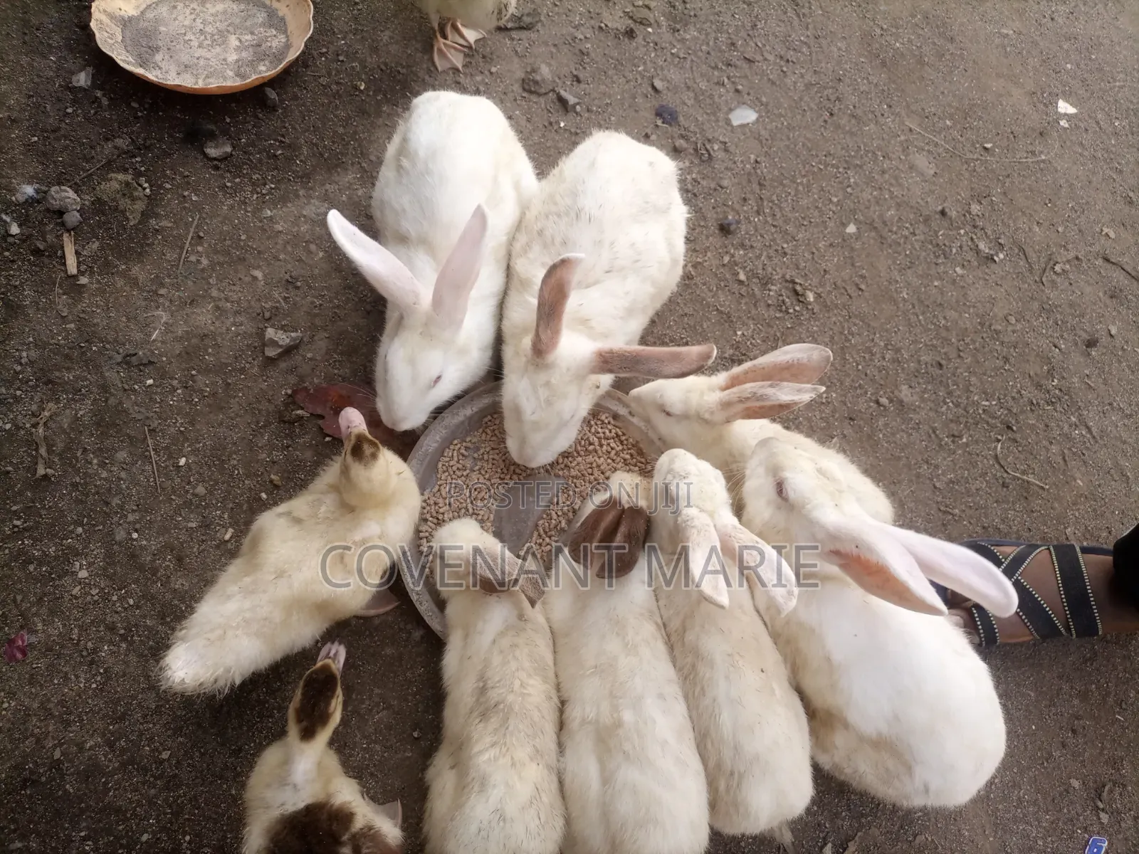 Rabbit Beautiful