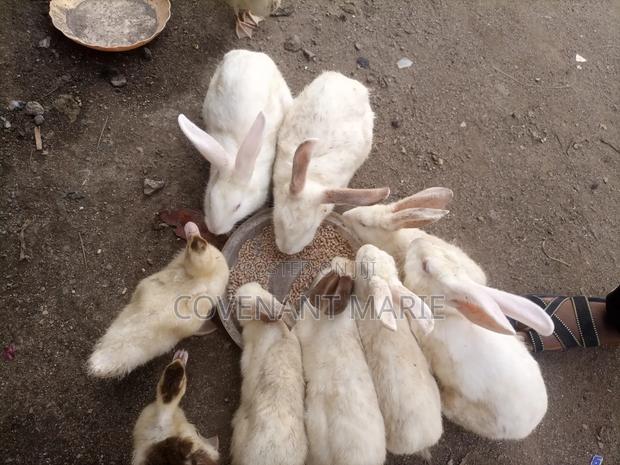 Rabbit Beautiful - thumbnail 3