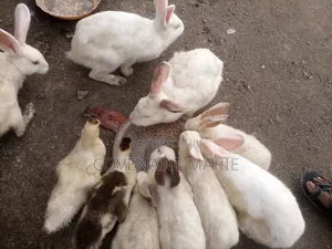 Rabbit Beautiful