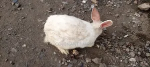 Rabbits for sale