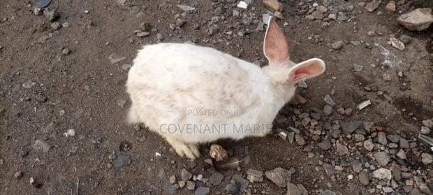 Rabbits for sale - main view