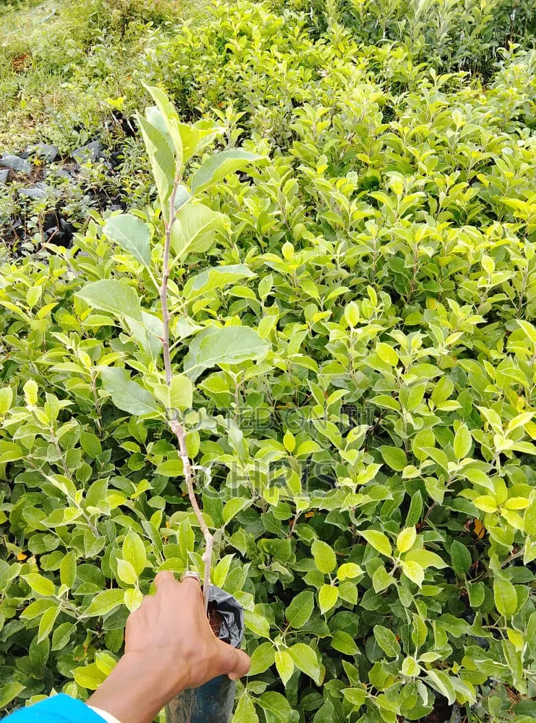 Apple Seedlings For Sales