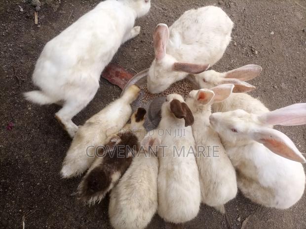 Rabbits for sale - thumbnail 2