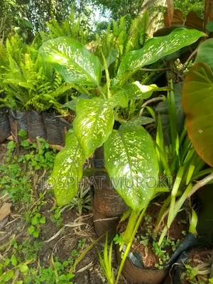 Decorative Flowers
