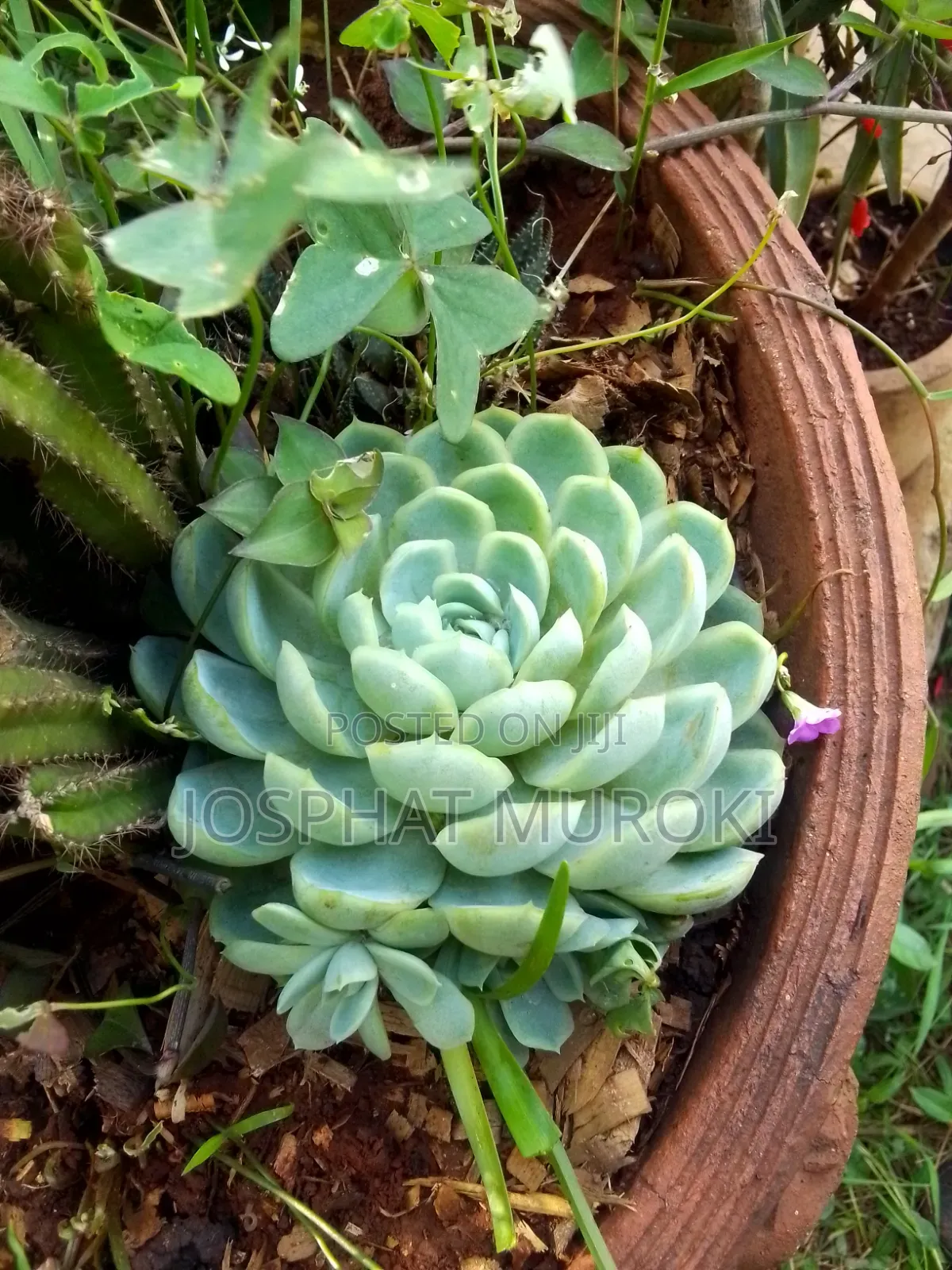 Decorative Flowers