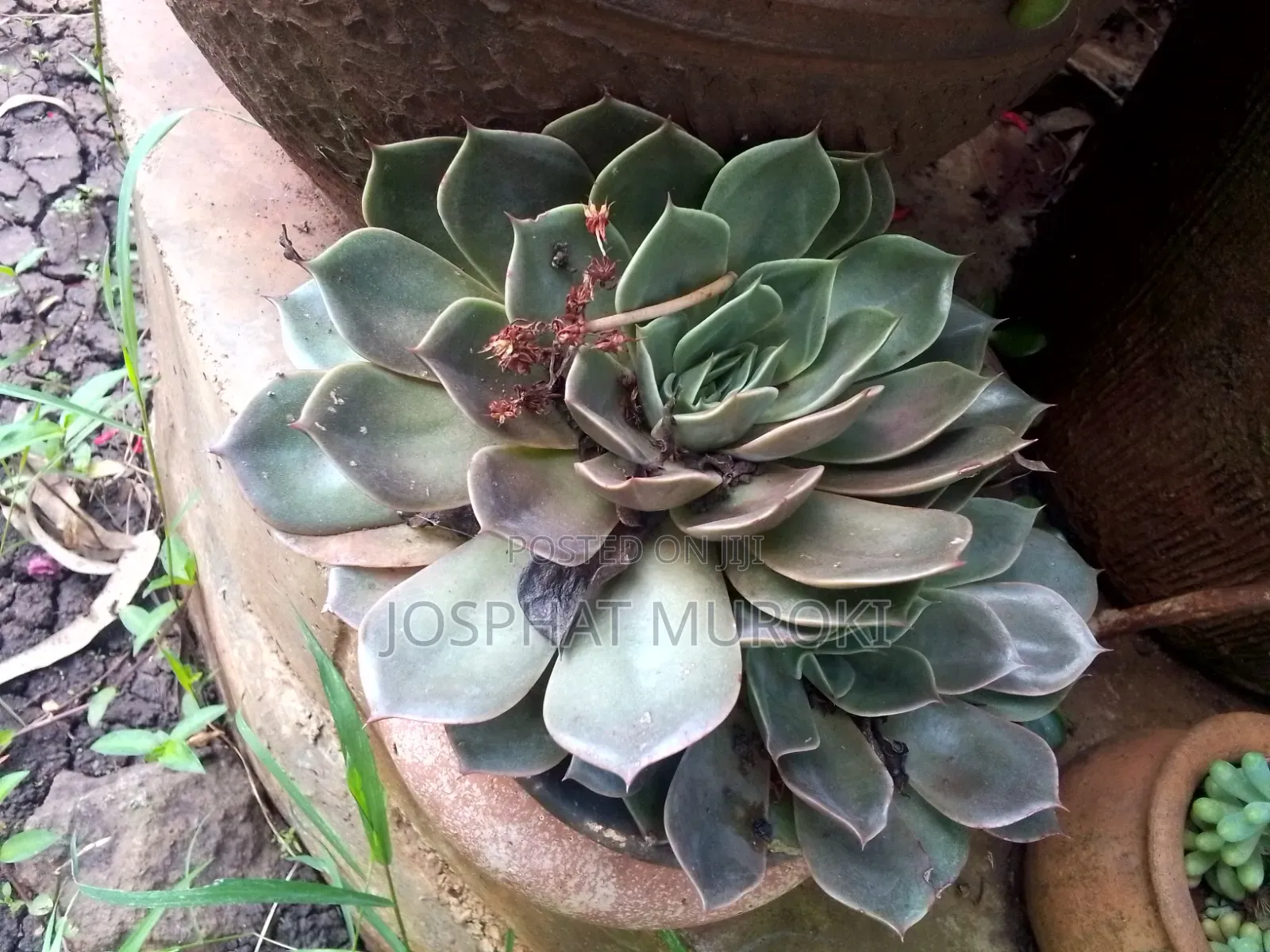 Decorative Flowers