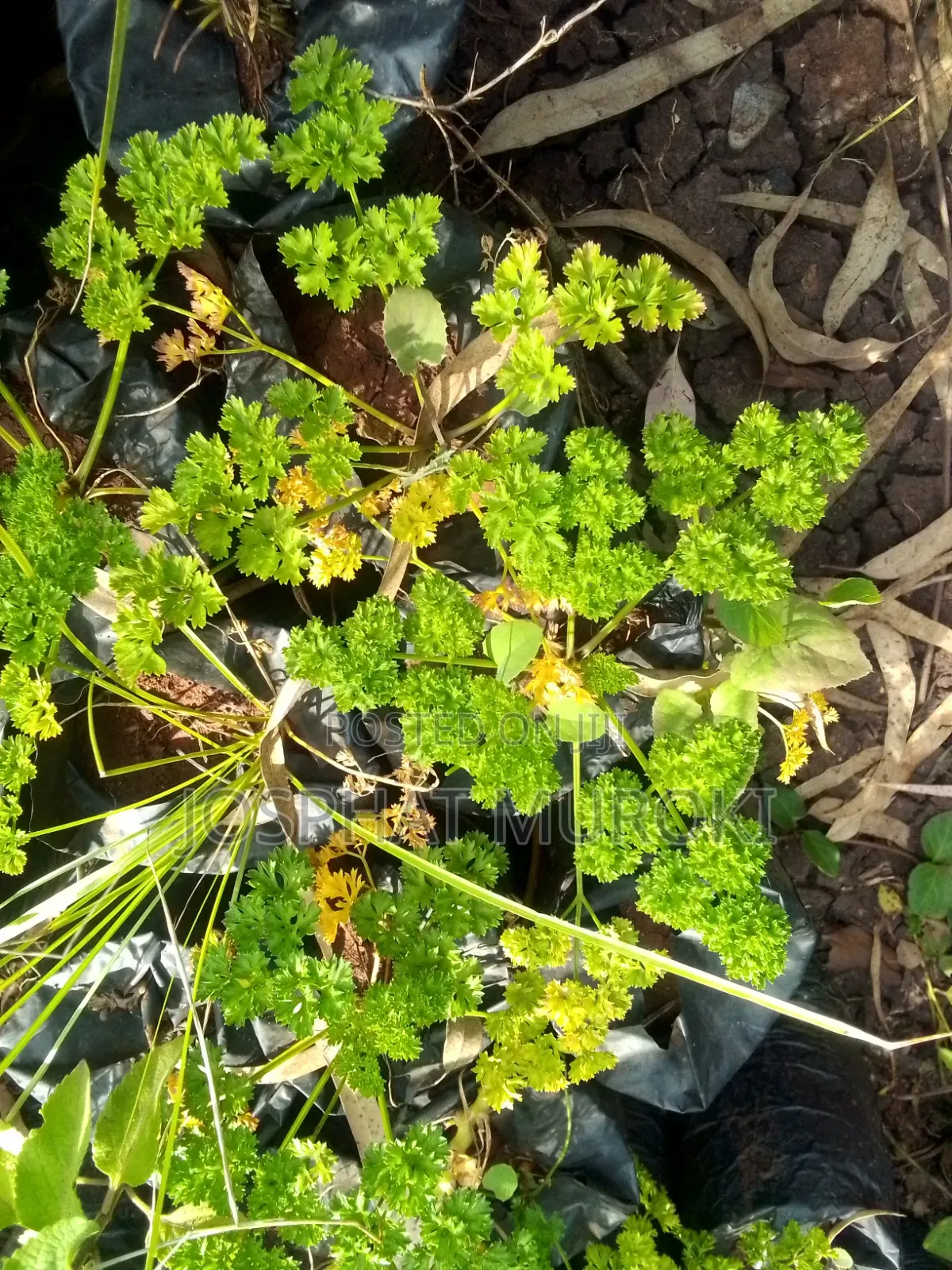 Decorative Flowers