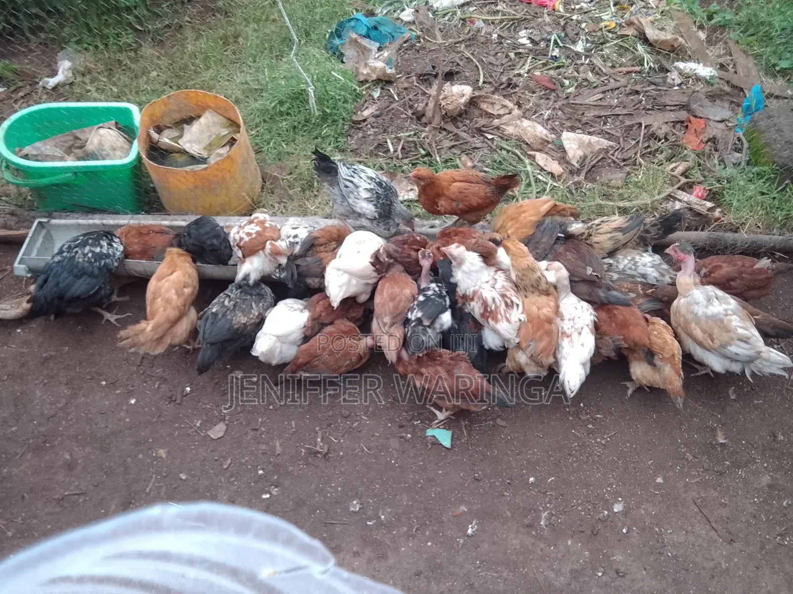 Pure Kienyeji Chick's
