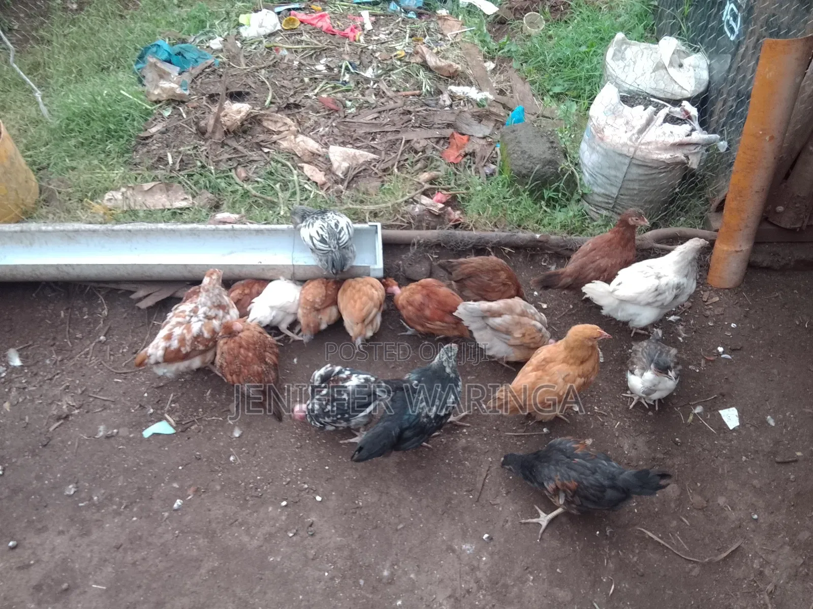 Pure Kienyeji Chick's