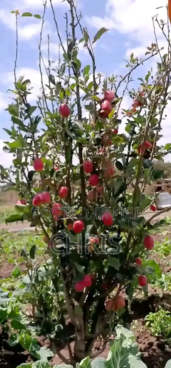 Apple Seedlings For Sales