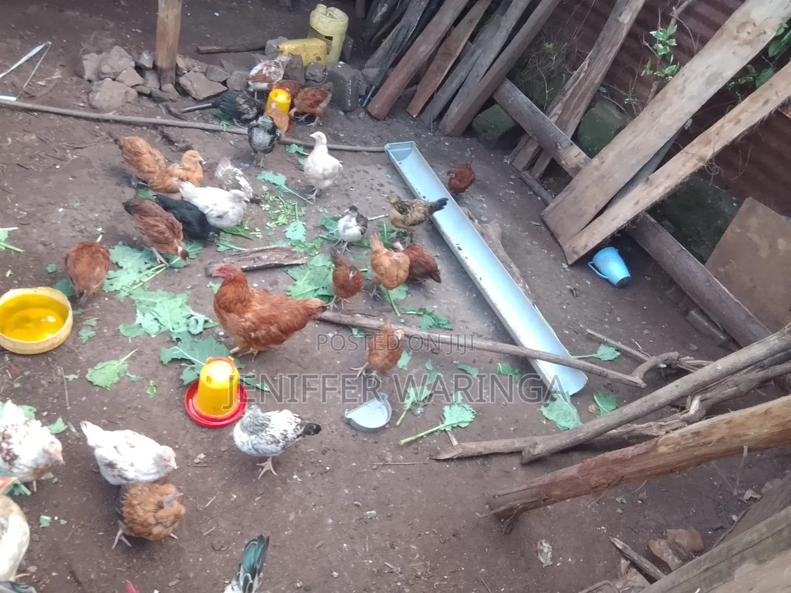 Pure Kienyeji Chick's