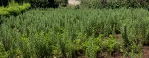 Rosemary Organically Grown Fresh and Young Plants
