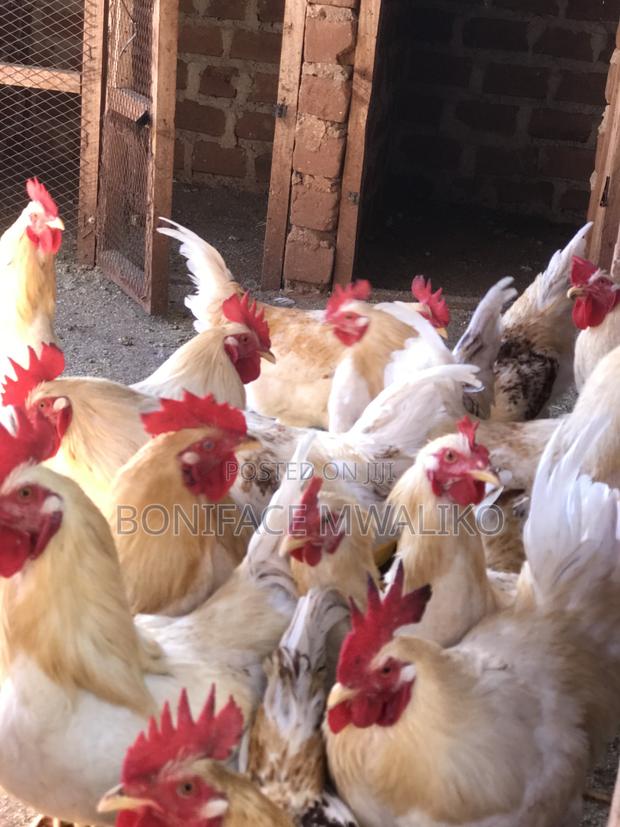 Kienyeji Improved Chicken - thumbnail 2