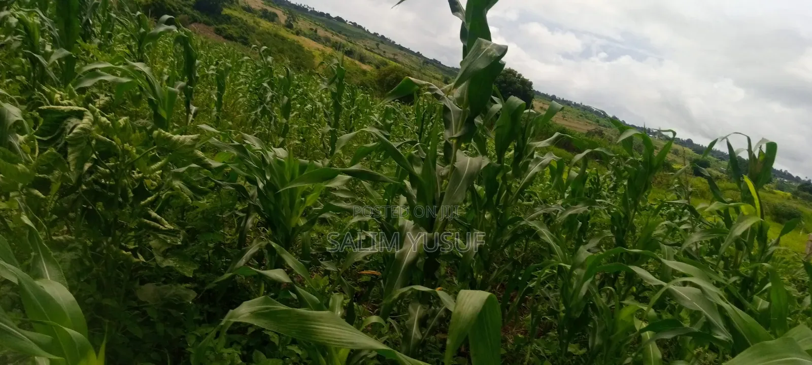 Land on Sale Kwale Count Kundutsi 6,5acre 750 Per Acre