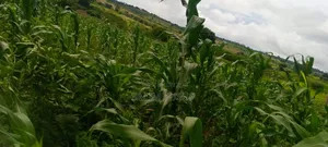 Land on Sale Kwale Count Kundutsi 6,5acre 750 Per Acre