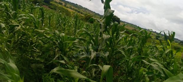 Land on Sale Kwale Count Kundutsi 6,5acre 750 Per Acre