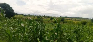 Land on Sale Kwale Count Kundutsi 6,5acre 750 Per Acre