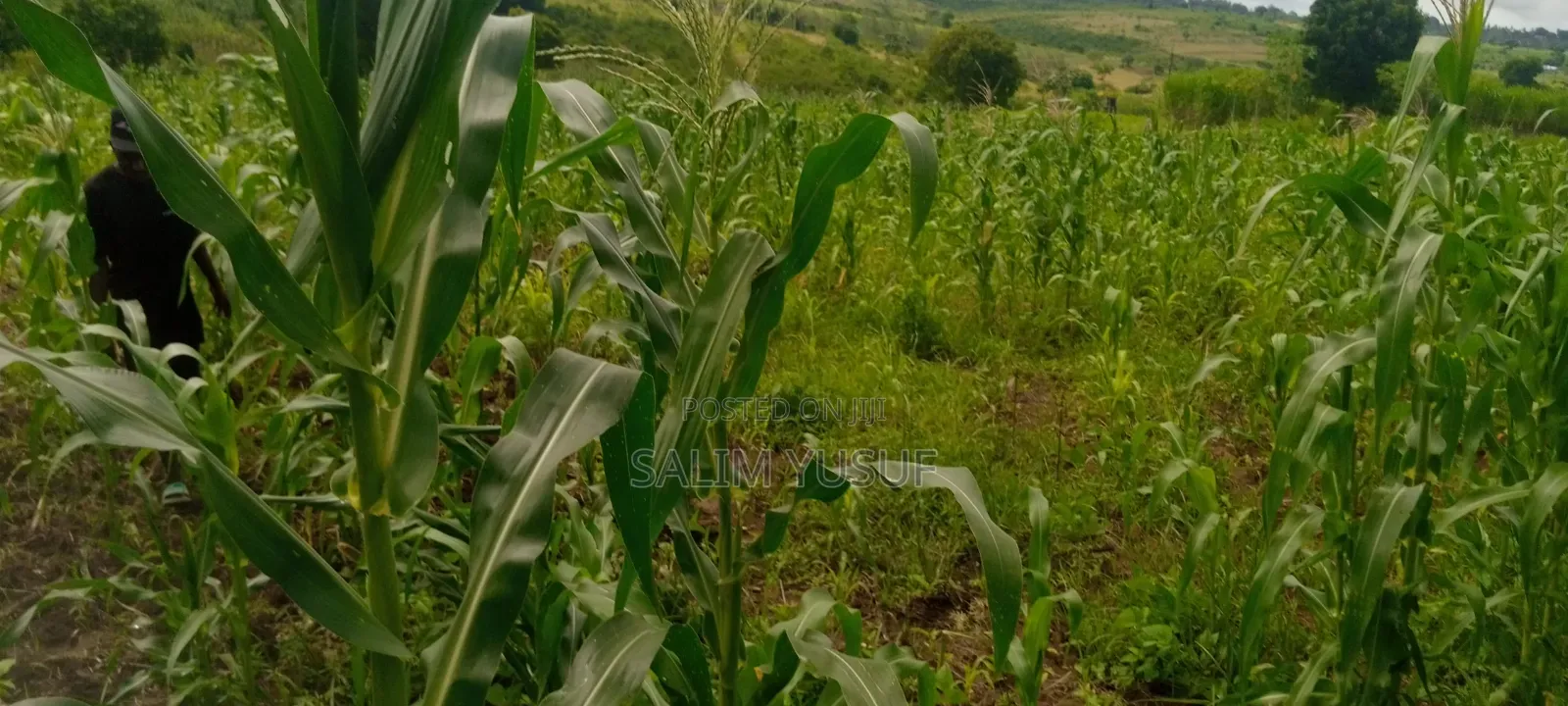 Land on Sale Kwale Count Kundutsi 6,5acre 750 Per Acre