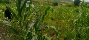 Land on Sale Kwale Count Kundutsi 6,5acre 750 Per Acre