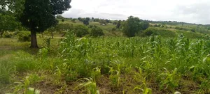 Land on Sale Kwale Count Kundutsi 6,5acre 750 Per Acre