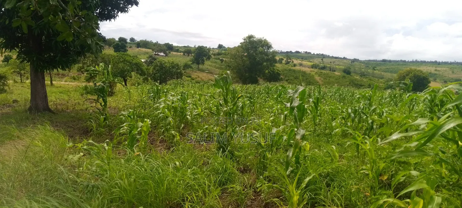 Land on Sale Kwale Count Kundutsi 6,5acre 750 Per Acre