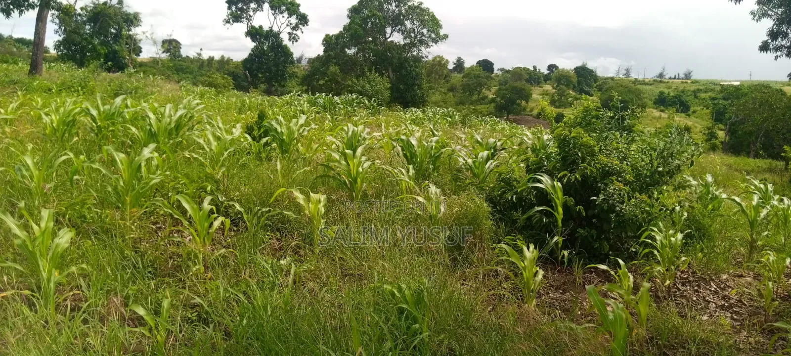 Land on Sale Kwale Count Kundutsi 6,5acre 750 Per Acre