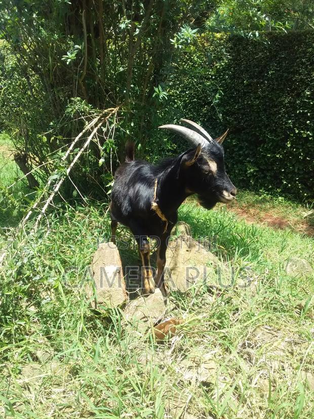British Alpine Male Goat - thumbnail 4