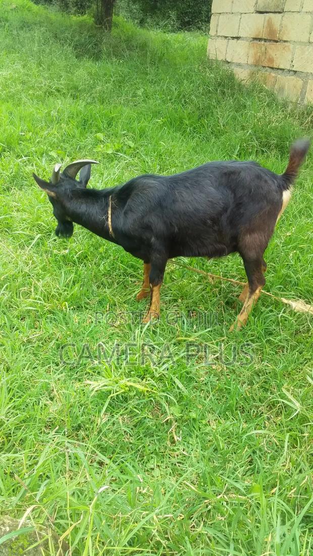 British Alpine Male Goat - thumbnail 2