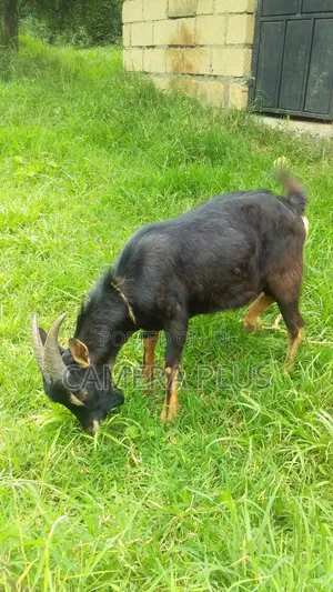 British Alpine Male Goat