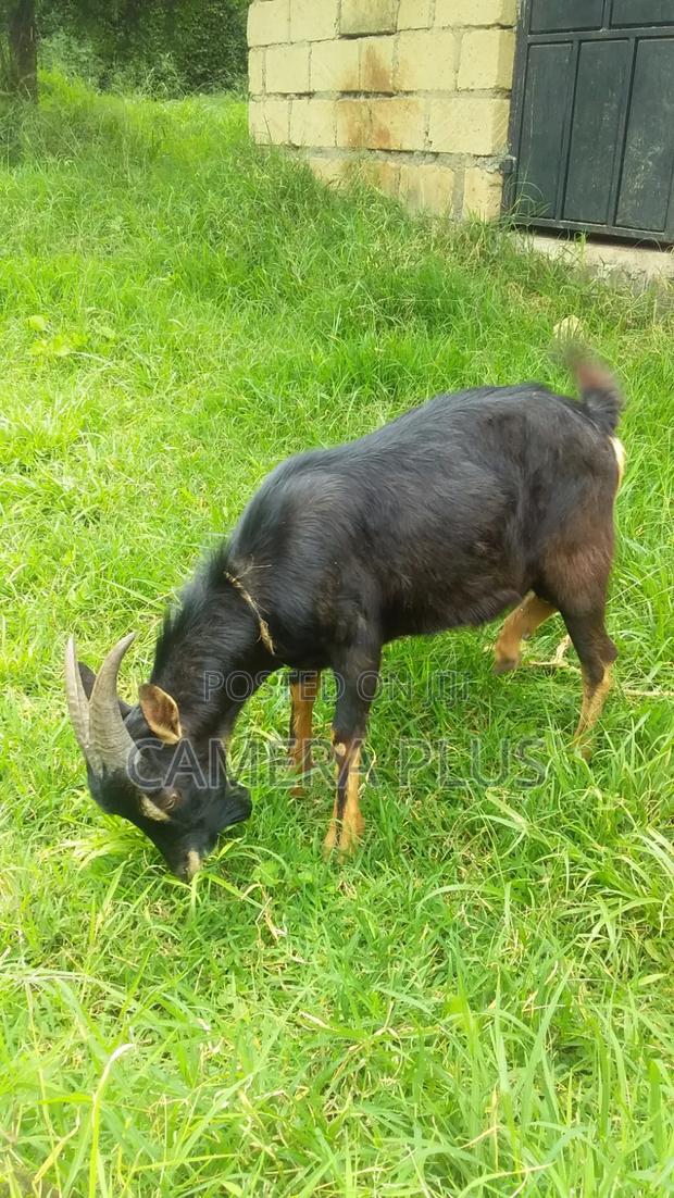 British Alpine Male Goat - main view