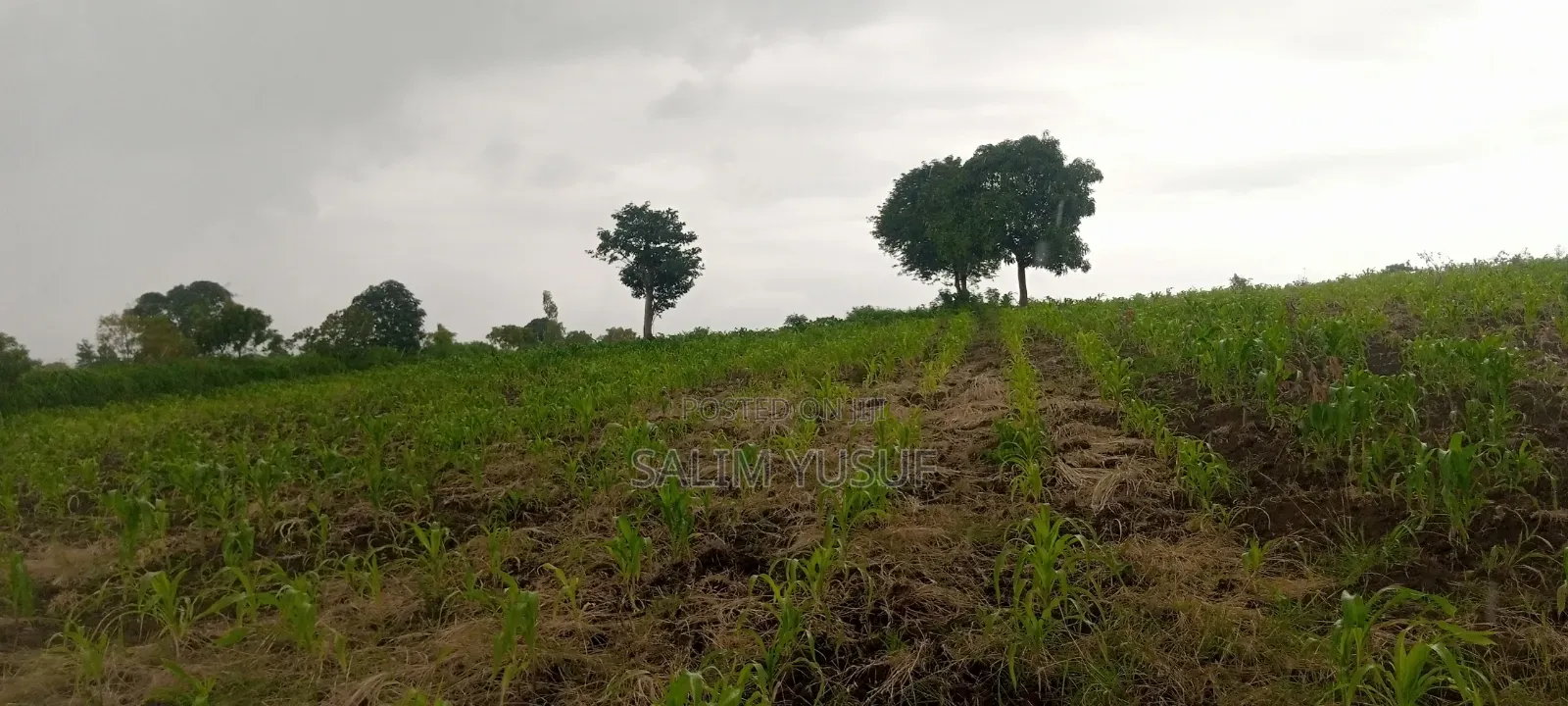 Land on Sale Kundutsi Kwale Count 17acre 1m Per Acre
