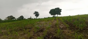 Land on Sale Kundutsi Kwale Count 17acre 1m Per Acre