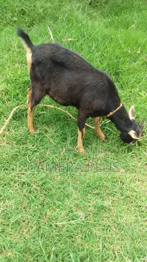 British Alpine Female Goat