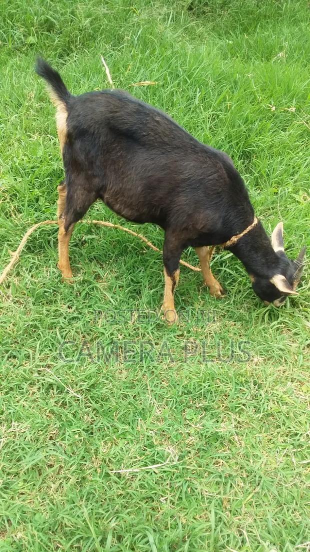 British Alpine Female Goat