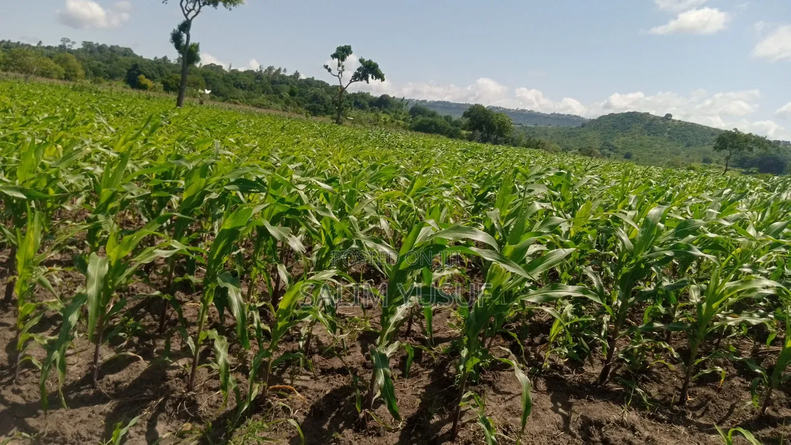 Land Ok Sale 28aces Kwale Kundutsi 1m Per Acre