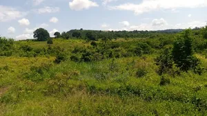Land Ok Sale 28aces Kwale Kundutsi 1m Per Acre
