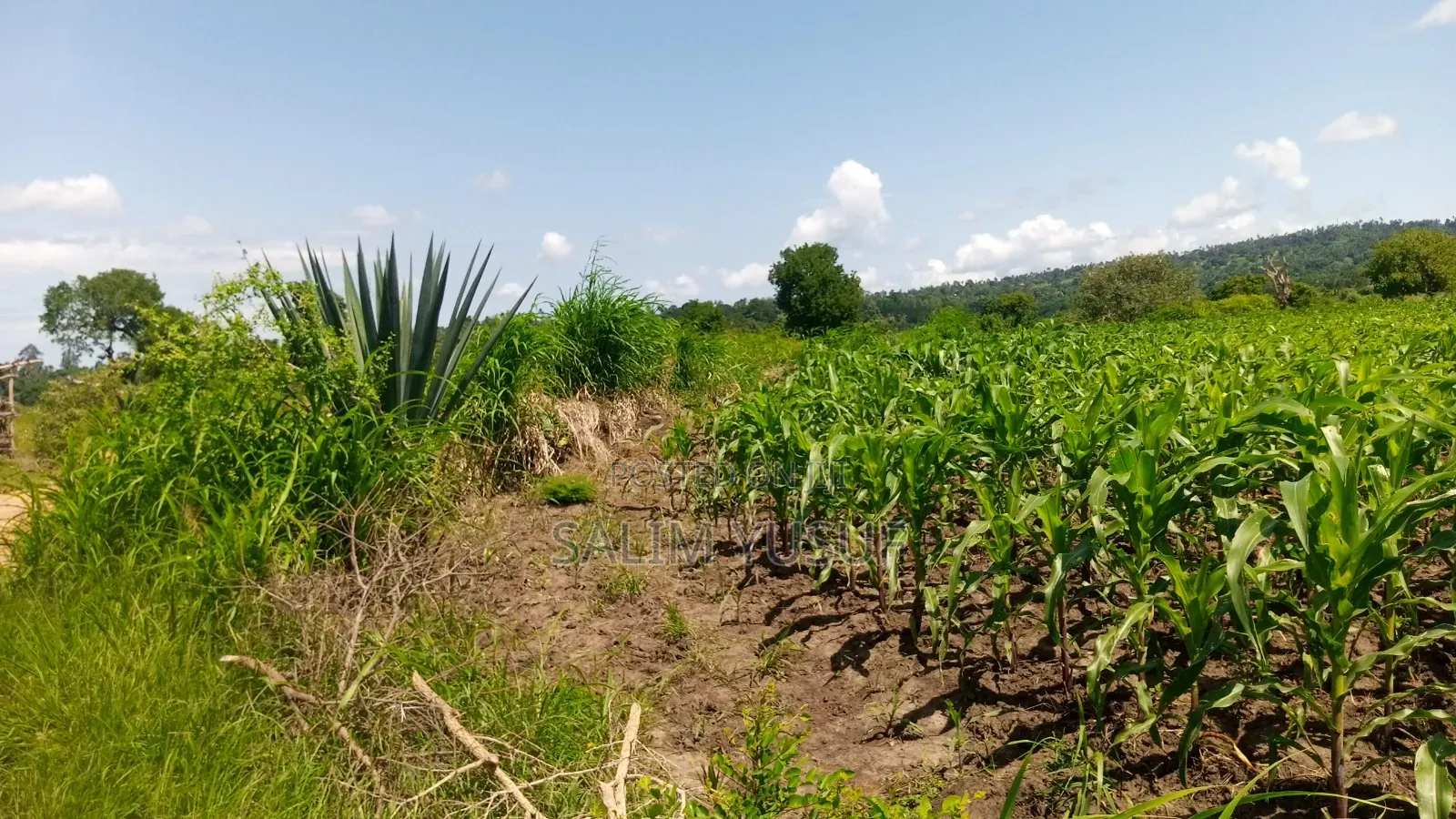 Land Ok Sale 28aces Kwale Kundutsi 1m Per Acre