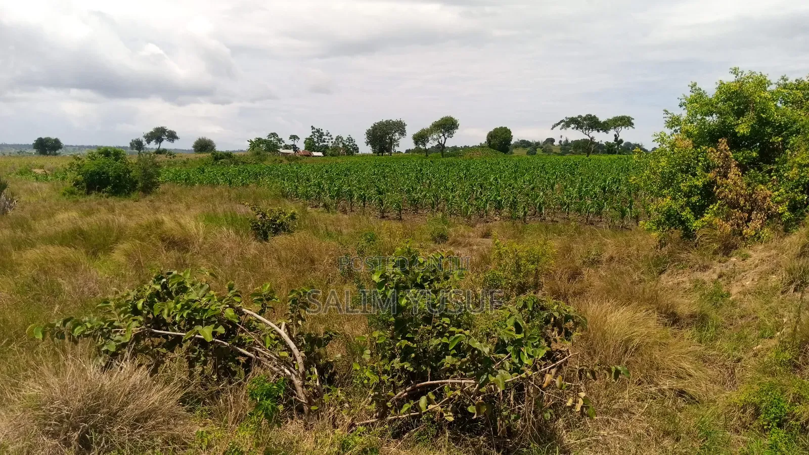 Land Ok Sale 28aces Kwale Kundutsi 1m Per Acre
