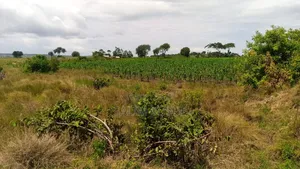 Land Ok Sale 28aces Kwale Kundutsi 1m Per Acre