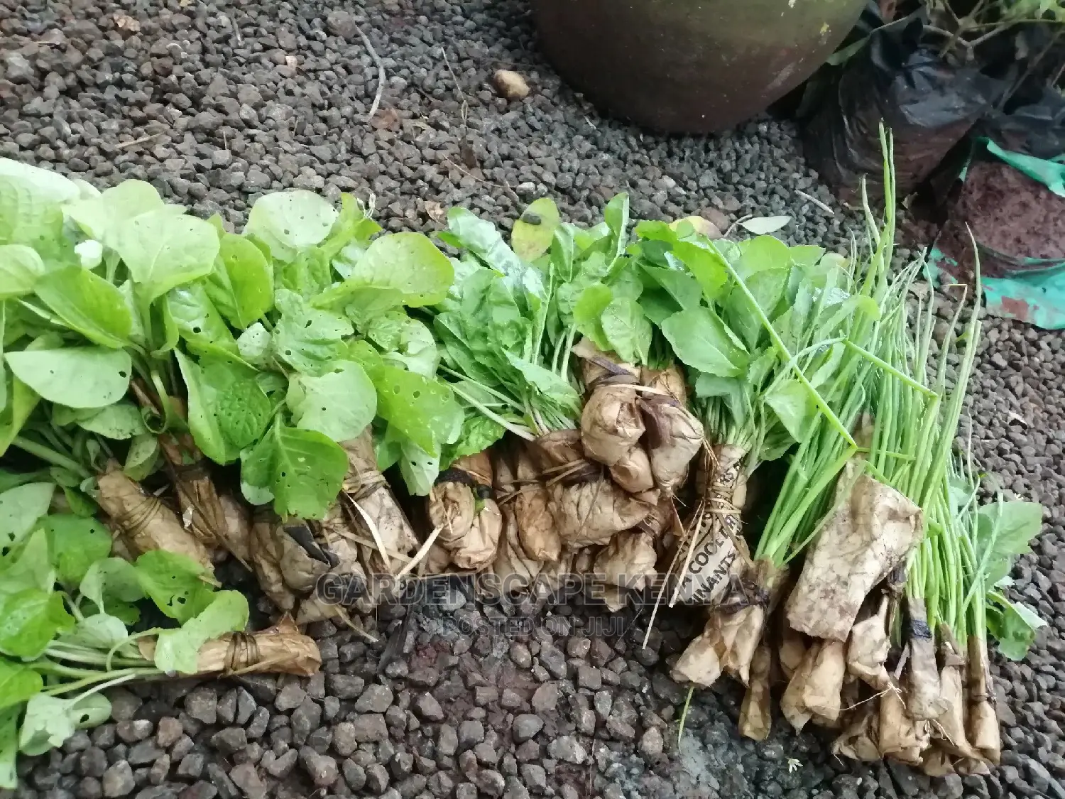Vegetable Seedlings And Seeds