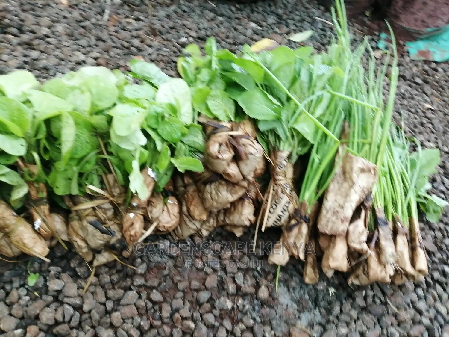 Vegetable Seedlings And Seeds