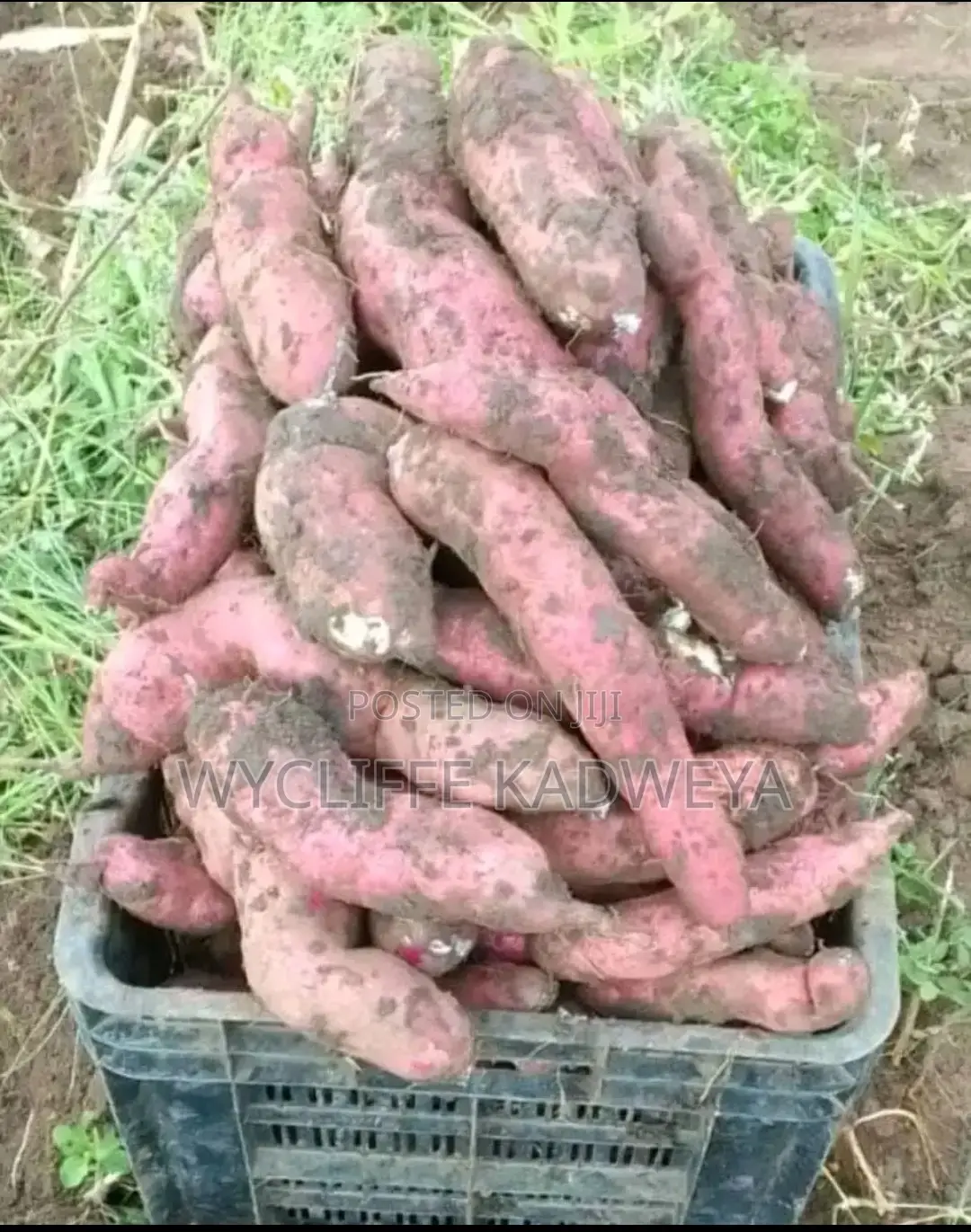 Sweet Potatoes
