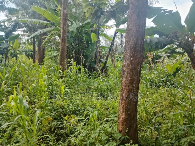 100x 100 Plot Plot at Upper Kihingo, Kiambu Town - thumbnail 10