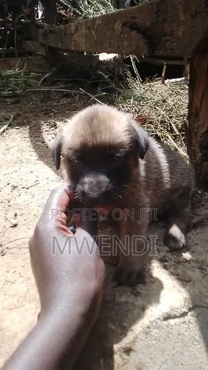 1-3 months Male Purebred Dog